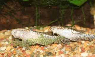 Rineloricaria parva Rineloricaria parva