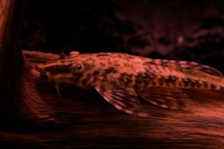 Rineloricaria parva Rineloricaria parva