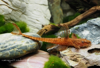 Rineloricaria sp. (L010A)