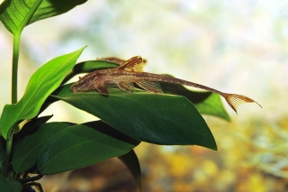 Rineloricaria sp. (L010A)