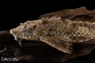 Rineloricaria teffeana