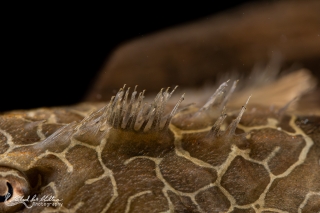 Rineloricaria teffeana