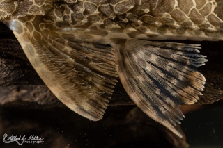 Rineloricaria teffeana