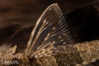 Rineloricaria teffeana