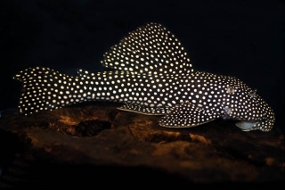 Scobinancistrus cf. pariolispos