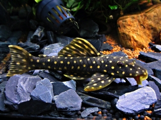 Scobinancistrus raonii