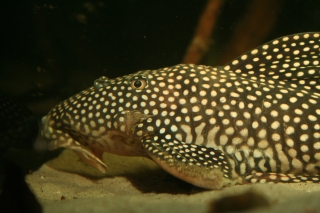 Scobinancistrus sp. (L253)