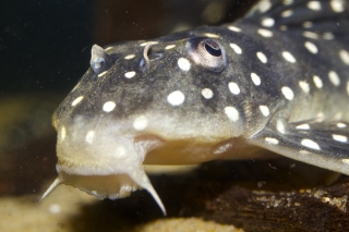 Scobinancistrus sp. (L368)