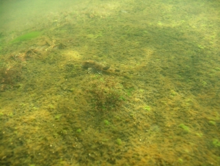 Spatuloricaria tuira