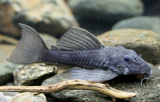 Spectracanthicus immaculatus