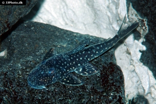Stellantia siderea