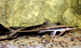 Sturisoma barbatum