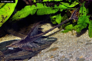 Sturisomatichthys reinae