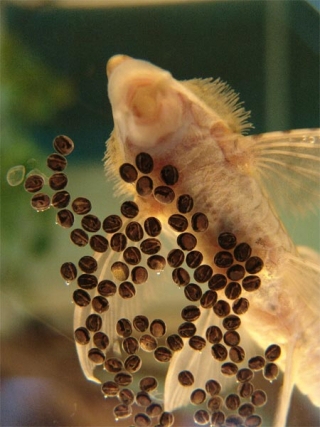 Sturisomatichthys reinae