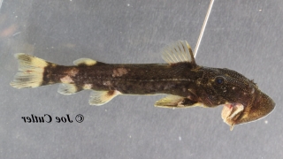 Atopodontus adriaensi