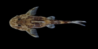 Chiloglanis longibarbis Chiloglanis longibarbis