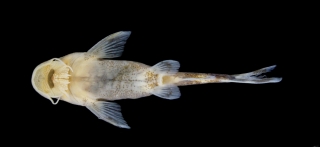 Chiloglanis longibarbis Chiloglanis longibarbis