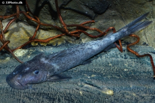 Euchilichthys royauxi