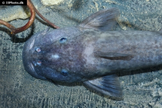 Euchilichthys royauxi