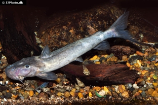 Euchilichthys royauxi