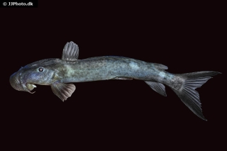 Euchilichthys royauxi