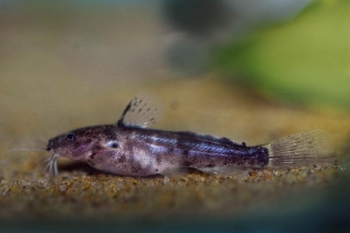 Microsynodontis polli