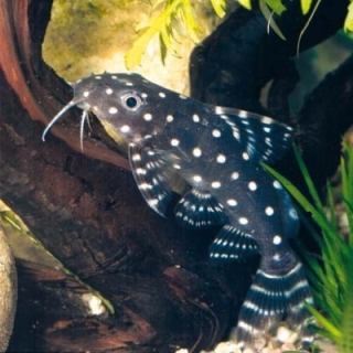 Synodontis angelicus