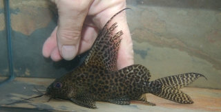 Synodontis ansorgii