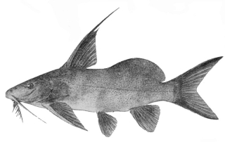 Synodontis bastiani Synodontis bastiani