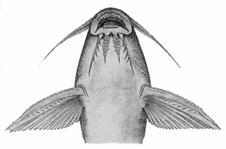 Synodontis bastiani Synodontis bastiani