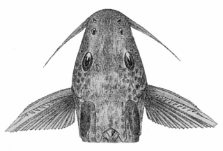 Synodontis bastiani Synodontis bastiani