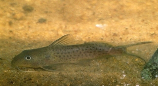Synodontis bastiani Synodontis bastiani