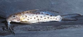 Synodontis filamentosus