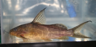 Synodontis greshoffi