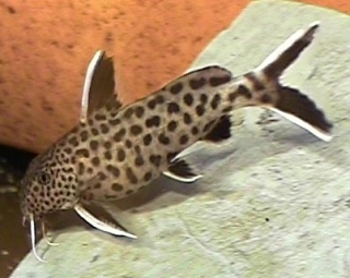 Synodontis lucipinnis