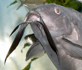 Synodontis membranaceus Synodontis membranaceus