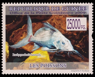 Synodontis membranaceus Synodontis membranaceus