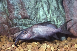 Synodontis membranaceus Synodontis membranaceus