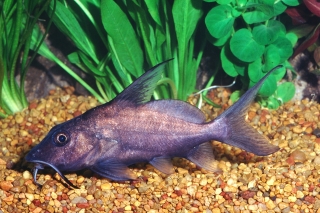 Synodontis membranaceus Synodontis membranaceus