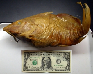 Synodontis membranaceus Synodontis membranaceus