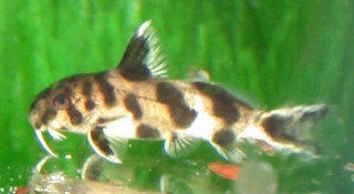 Synodontis multipunctatus