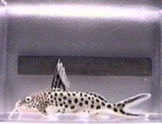Synodontis multipunctatus