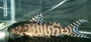 Synodontis ornatipinnis