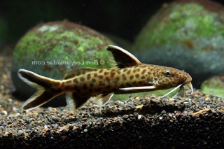 Synodontis petricola