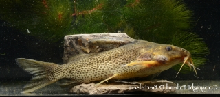 Synodontis vanderwaali