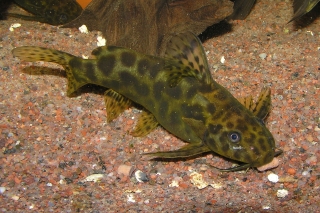 Synodontis waterloti