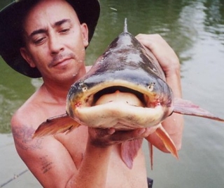 Pangasianodon gigas Pangasianodon gigas
