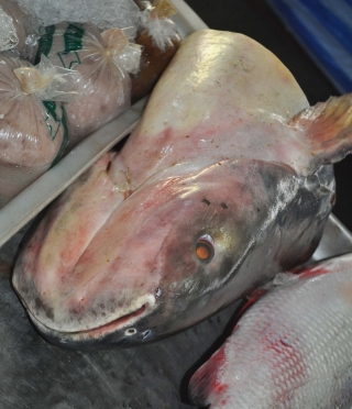 Pangasianodon gigas Pangasianodon gigas