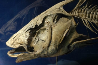 Pangasianodon gigas Pangasianodon gigas