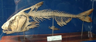 Pangasianodon gigas Pangasianodon gigas